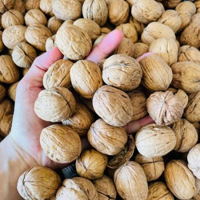 Hạt Nhân Óc chó  Mỹ